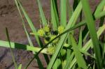 Ästiger Igelkolben - Sparganium erectum