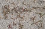 Strand-Sode - Suaeda maritima