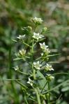 Mittleres Leinblatt-Thesium linophyllon