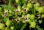 : - Asclepias viridis