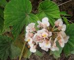 : - Begonia involucrata