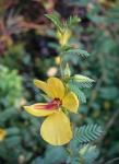 : - Chamaecrista fasciculata