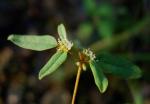 : - Croton monanthogynus