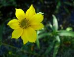: - Bidens laevis