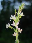 : - Gaura mollis