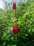 : - Clematis texensis