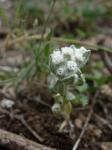 : - Diaperia verna
