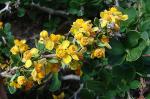 : - Berberis montana