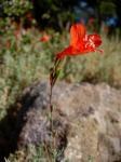 :-Epilobium canum