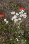 : - Hymenopappus artemisiifolius