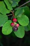 : - Amelanchier alnifolia var. pumila