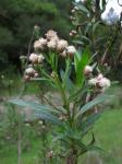 : - Baccharis salicifolia
