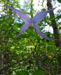 : - Clematis occidentalis