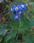 : - Cynoglossum grande