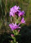 : - Liatris mucronata