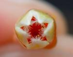 : - Mesynium hudsonioides