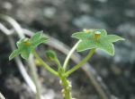 : - Matelea reticulata