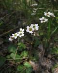 : - Micranthes californica