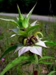 Pferdeminze - Monarda punctata