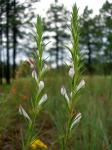 : - Orthocarpus purpureoalbus