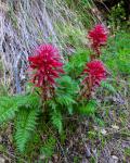 : - Pedicularis densiflora