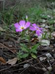 : - Phlox roemeriana