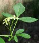Kleeulme - Ptelea trifoliata