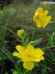 : - Ranunculus macranthus