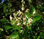 Immergrüner Sumach-Rhus virens