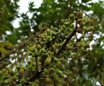 Kleine Strahlenaralie - Schefflera arboricola