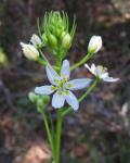 : - Toxicoscordion fremontii