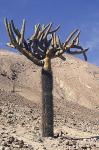 : - Browningia candelaris