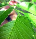 Rot-Ulme - Ulmus rubra