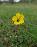 : - Viola pedunculata