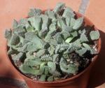 : - Aloinopsis setifera