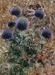 Kugeldistel - Echinops strigosus