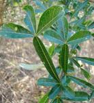 : - Bursera tomentosa