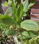 Gift-Lattich - Lactuca virosa