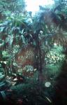 : - Aiphanes minima