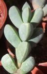 : - Delosperma lehmannii