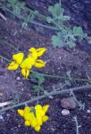 : - Lotus lancerottensis