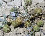 Behaarter Schneckenklee - Medicago intertexta