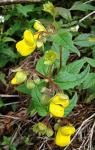 : - Calceolaria microbefaria
