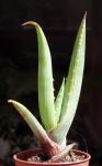 : - Aloe comosa