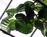 : - Ficus petiolaris