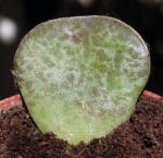 : - Adromischus trigynus