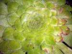 Teller-Aeonium - Aeonium tabuliforme