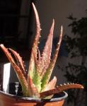 : - Aloe dorotheae