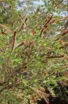 Bastardindigo - Amorpha fruticosa
