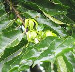 Ylang-Ylang - Cananga odorata